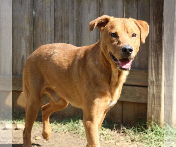 Medium Photo #4 Black Mouth Cur-Labrador Retriever Mix Puppy For Sale in Jackson, MS, USA