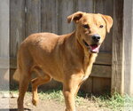 Small #3 Black Mouth Cur-Labrador Retriever Mix