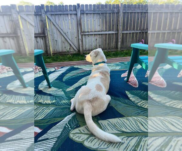 Medium Photo #4 Labrador Retriever-Unknown Mix Puppy For Sale in Plymouth, MN, USA