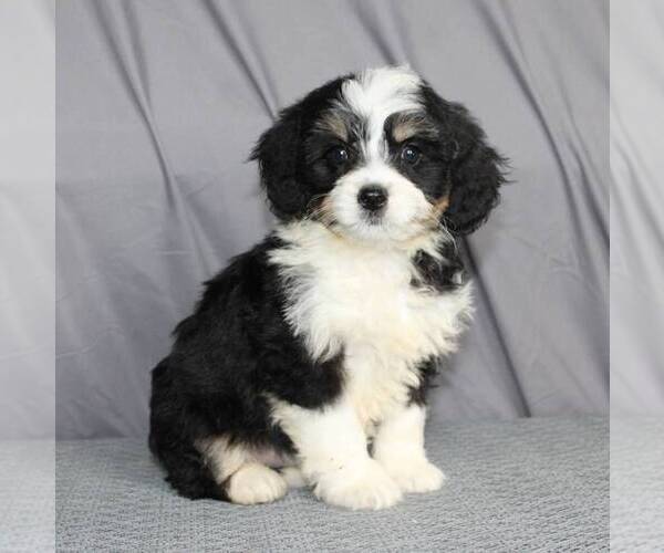 Medium Photo #1 Bernedoodle-Poodle (Miniature) Mix Puppy For Sale in SUNBURY, PA, USA