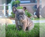 Puppy 3 French Bulldog