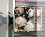 Small Photo #20 Coton de Tulear Puppy For Sale in YELM, WA, USA