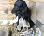 Small Photo #4 Labrador Retriever Puppy For Sale in CROSS TIMBERS, MO, USA