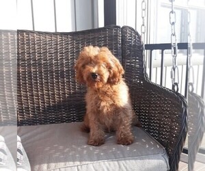 Cavapoo Puppy for sale in BIRD IN HAND, PA, USA