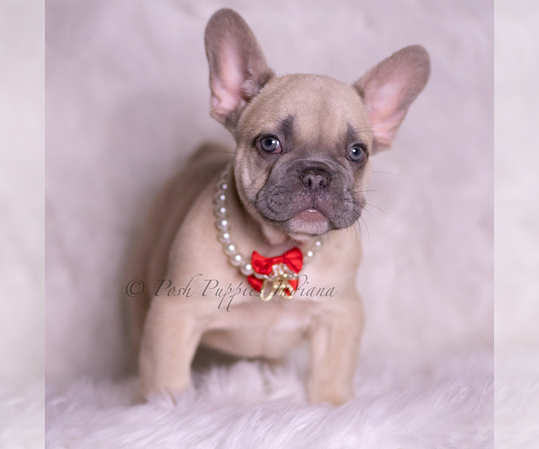 Medium Photo #4 French Bulldog Puppy For Sale in WARSAW, IN, USA