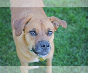 Rae - Female Labrador Retriever-Unknown Mix Dog for Adoption - Photo #3