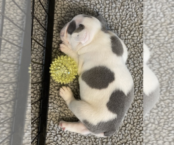 Medium Photo #4 French Bulldog Puppy For Sale in SULLIVAN, OH, USA
