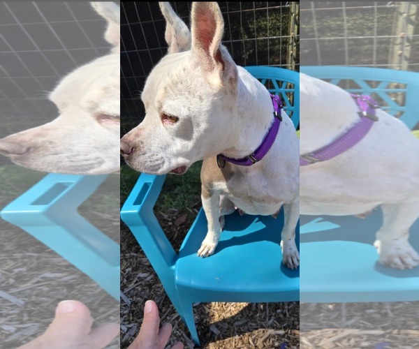 Medium Photo #5 American Pit Bull Terrier-Unknown Mix Puppy For Sale in Rustburg, VA, USA