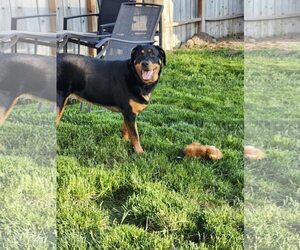 Rottweiler Dogs for adoption in MIDWAY, UT, USA