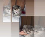 Image preview for Ad Listing. Nickname: mili