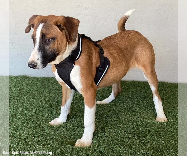 Medium Photo #6 Bull Terrier-Unknown Mix Puppy For Sale in San Diego, CA, USA