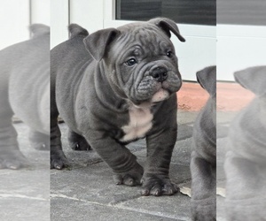 American Bully Puppy for sale in NORTH PORT, FL, USA