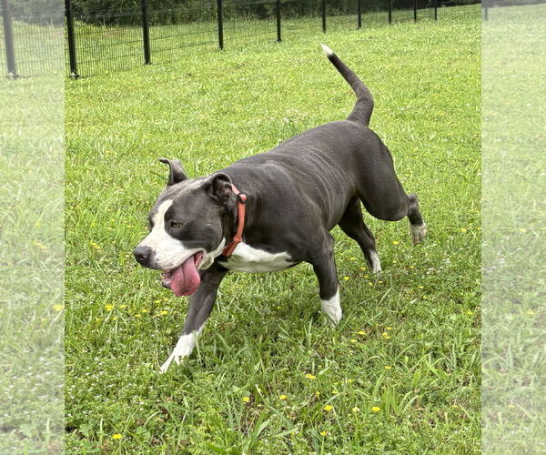 Medium Photo #8 American Pit Bull Terrier-Unknown Mix Puppy For Sale in Virginia Beach, VA, USA