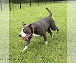 Small #7 American Pit Bull Terrier Mix