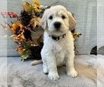 Puppy Ray White Goldendoodle