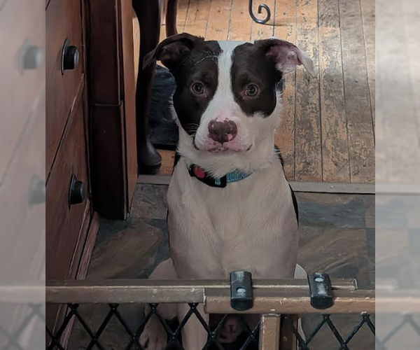 Medium Photo #2 Mutt Puppy For Sale in Brooklyn Center, MN, USA