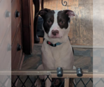 Small #1 Mutt