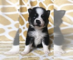 Small Photo #6 Pomsky Puppy For Sale in HOWLAND, OH, USA