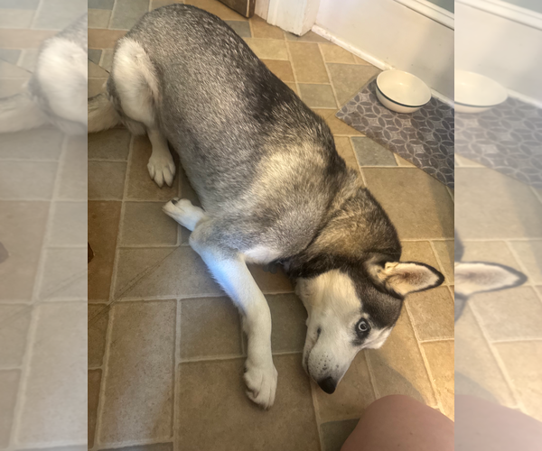 Medium Photo #3 Siberian Husky Puppy For Sale in Holly Springs, NC, USA