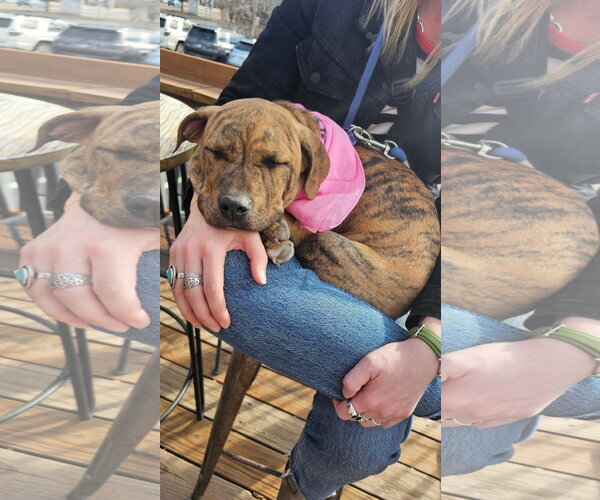 Medium Photo #6 Mutt Puppy For Sale in Fort Collins, CO, USA