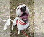 Small #3 American Pit Bull Terrier Mix