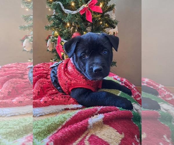 Medium Photo #1 Shepradors Puppy For Sale in Princeton, MN, USA