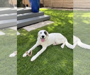 Anatolian Shepherd-Great Pyrenees Mix Dogs for adoption in Bend, OR, USA