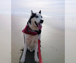 Axel - Male Siberian Husky Dog for Adoption - Photo #7