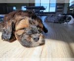 Small Photo #10 Miniature Bernedoodle Puppy For Sale in CUBA CITY, WI, USA