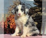 Small Photo #4 Aussiedoodle Puppy For Sale in HOLTWOOD, PA, USA
