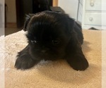 Puppy Puppy 4 Shih Tzu