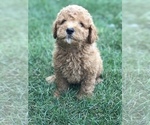 Small Photo #5 Labradoodle-Poodle (Miniature) Mix Puppy For Sale in BOWLING GREEN, KY, USA