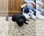 Small #16 Labrador Retriever
