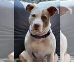 Small #2 American Pit Bull Terrier Mix