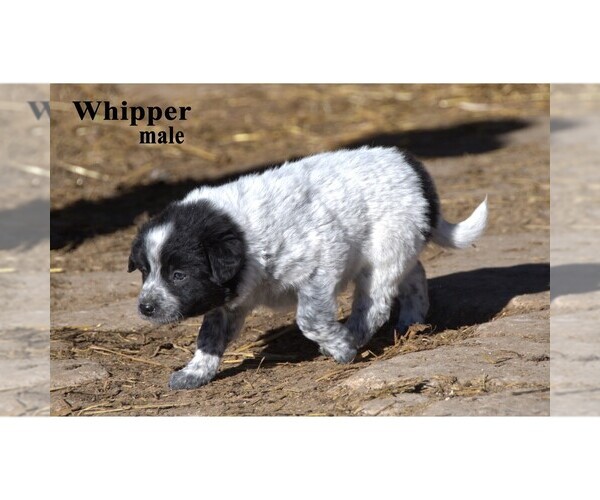 Medium Photo #22 Australian Cattle Dog-Border Collie Mix Puppy For Sale in CLARE, MI, USA