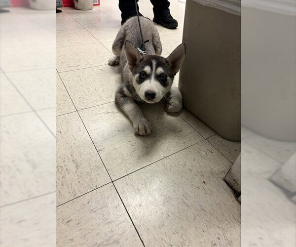 Medium Photo #1 Siberian Husky Puppy For Sale in Stockton, CA, USA