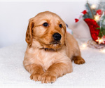 Small #3 Golden Retriever
