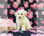 Small Photo #5 Bichpoo Puppy For Sale in WILLOW STREET, PA, USA