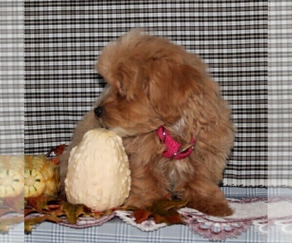 Medium Photo #3 Havanese-Poodle (Toy) Mix Puppy For Sale in CHRISTIANA, PA, USA