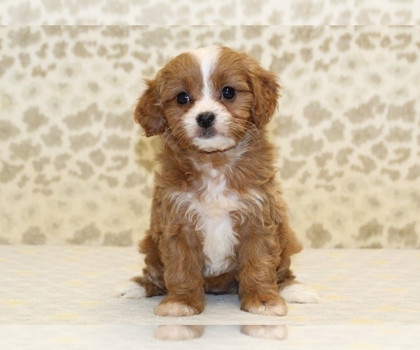 Medium Photo #3 Cavapoo Puppy For Sale in DENVER, PA, USA