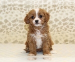 Small #2 Cavapoo