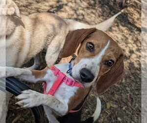 Gucci - Female Beagle Dog for Adoption - Photo #3