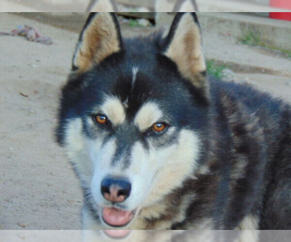 Medium Photo #9 Alusky Puppy For Sale in Pacific grove , CA, USA