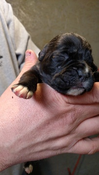 Medium Photo #1 Boxer Puppy For Sale in MITCHELL, IN, USA