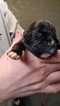 Small Photo #1 Boxer Puppy For Sale in MITCHELL, IN, USA