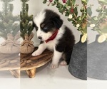 Puppy Belle Australian Shepherd