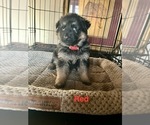 Puppy Red Collar German Shepherd Dog
