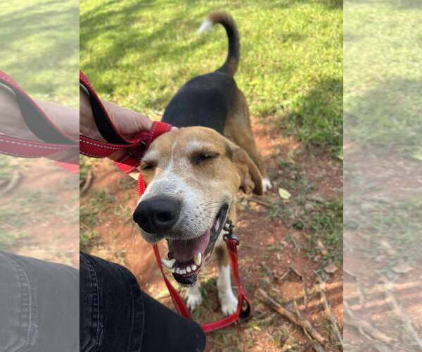 Medium Photo #4 Mutt Puppy For Sale in Rustburg, VA, USA