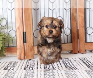 Yo-Chon Puppy for sale in NAPLES, FL, USA