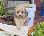 Small #2 Yorkshire Terrier